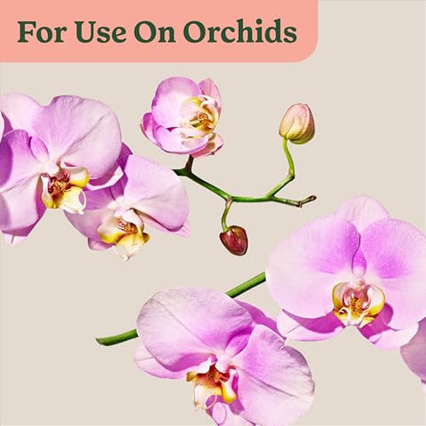 Dendrobium orchid being misted for nourished growth