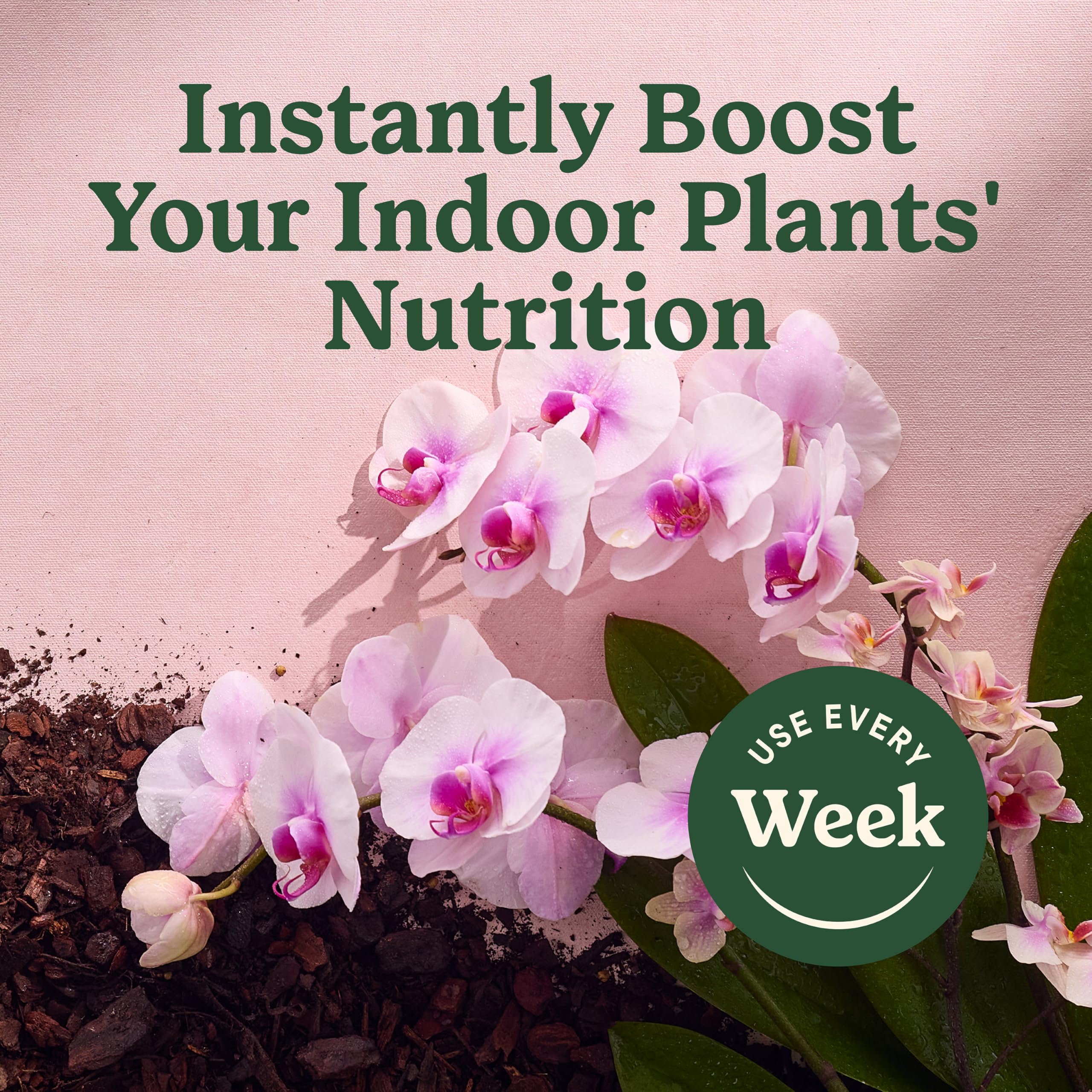 Phalaenopsis (Moth Orchid) being treated with Miracle-Gro mist