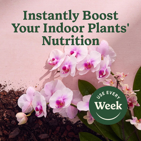 Phalaenopsis (Moth Orchid) being treated with Miracle-Gro mist