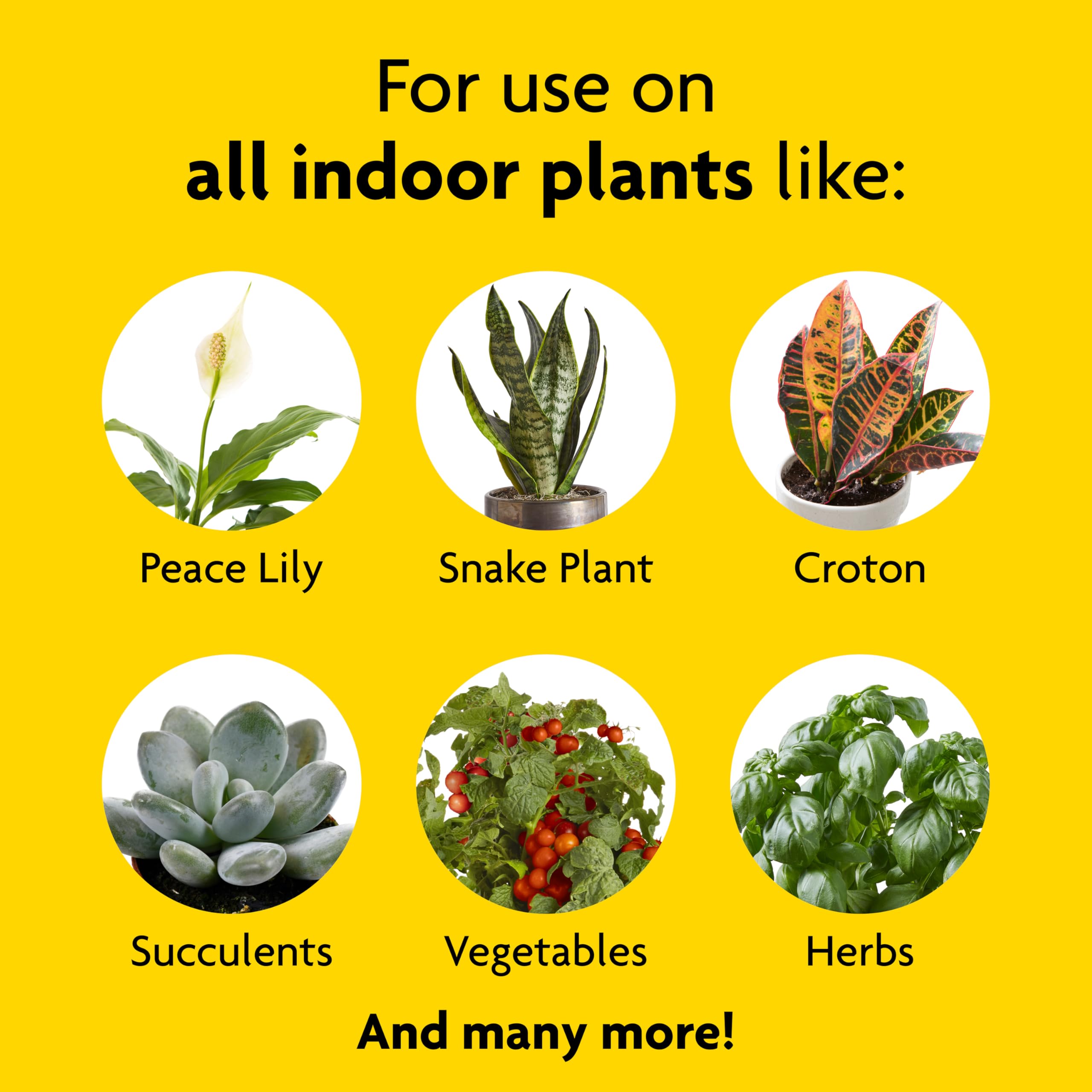Miracle-Gro Indoor Plant Food with a snake plant demonstrates quick nourishment.