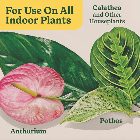 Miracle-Gro Indoor Plant Food two-bottle pack for regular plant care.