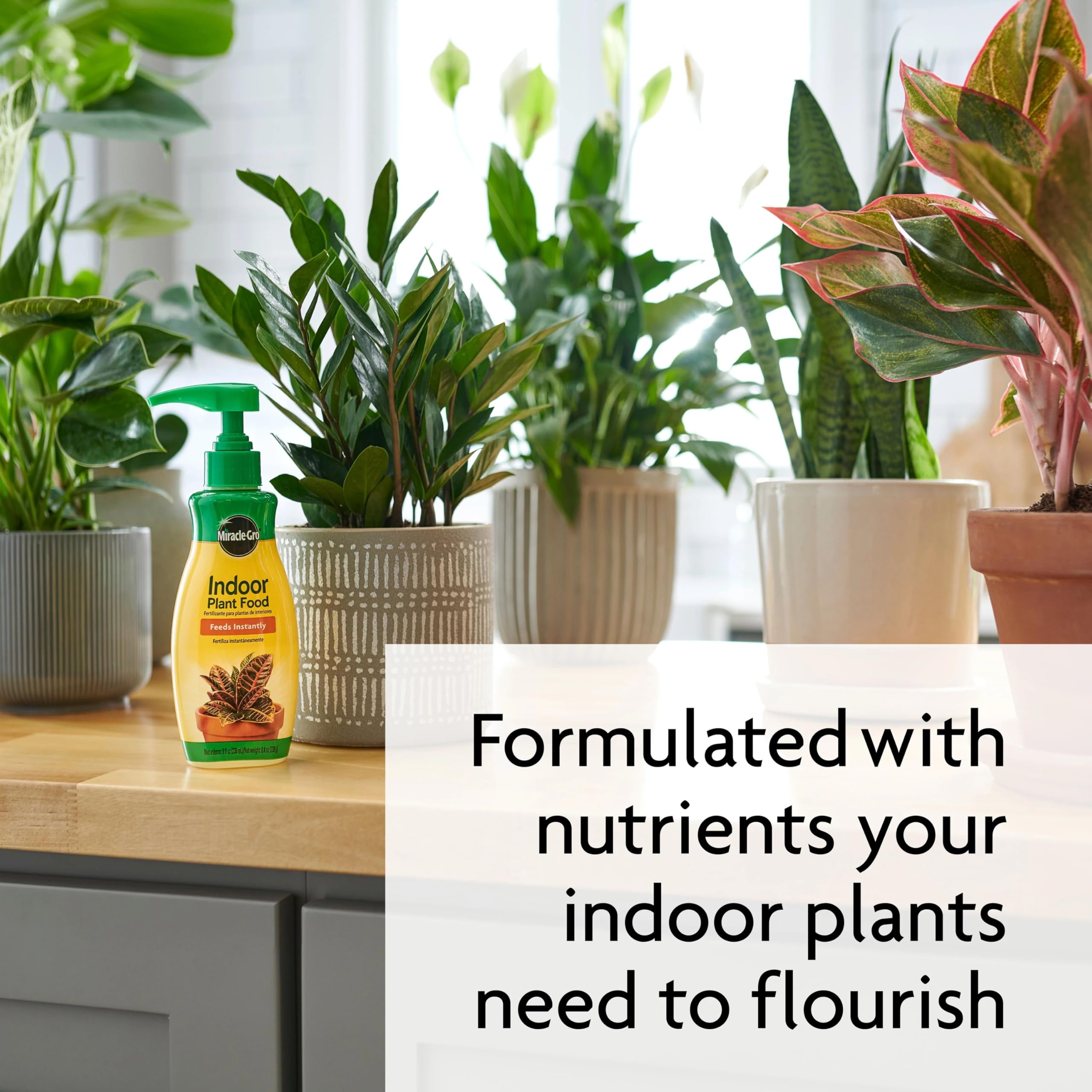 Miracle-Gro indoor plants in pot setup for healthy growth.