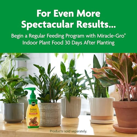 Miracle-Gro Indoor Potting Mix supports yearly repotting cycles.