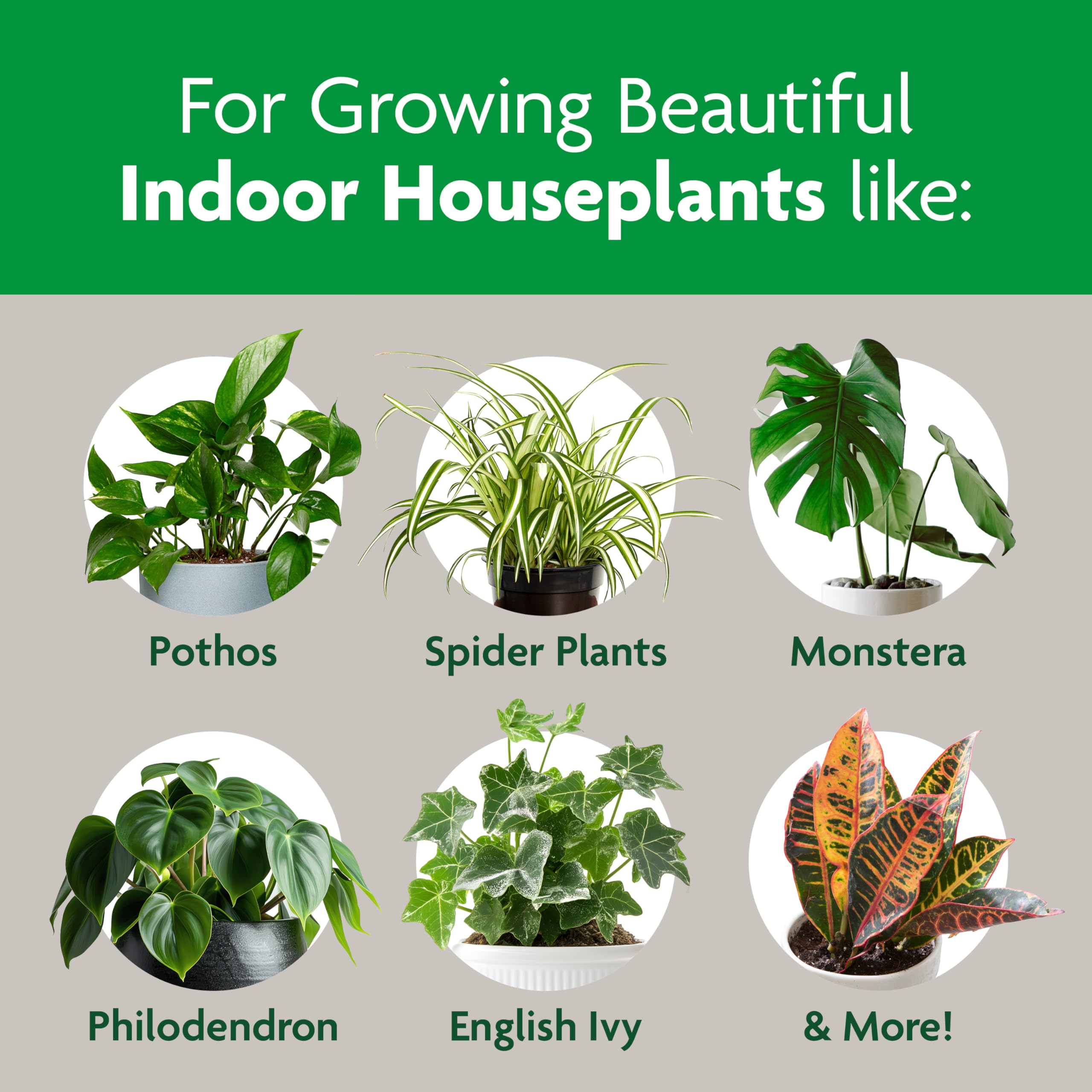 Miracle-Gro Indoor Potting Mix promotes fiddle-leaf fig in pot.