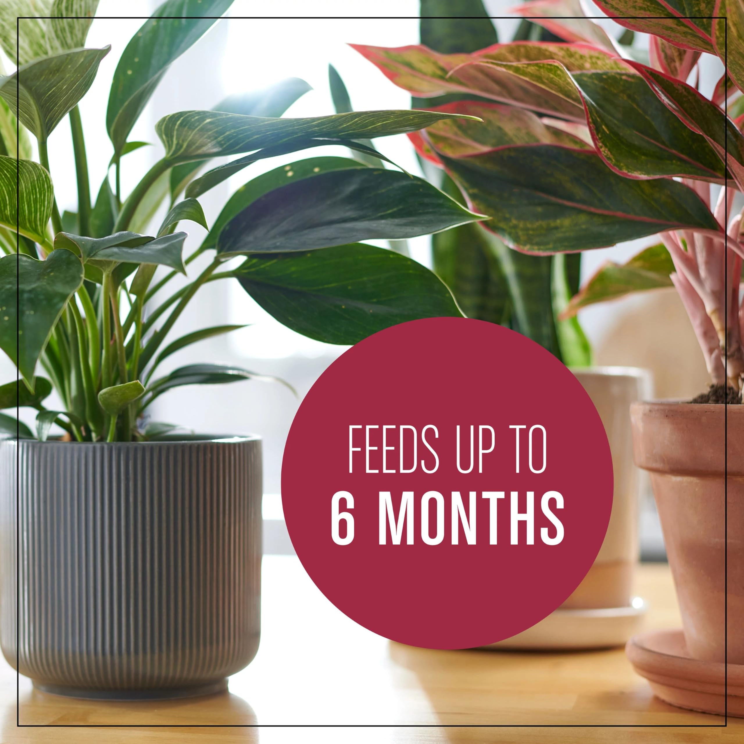 Miracle-Gro Monstera/Pothos setup; ideal for popular tropical houseplants.