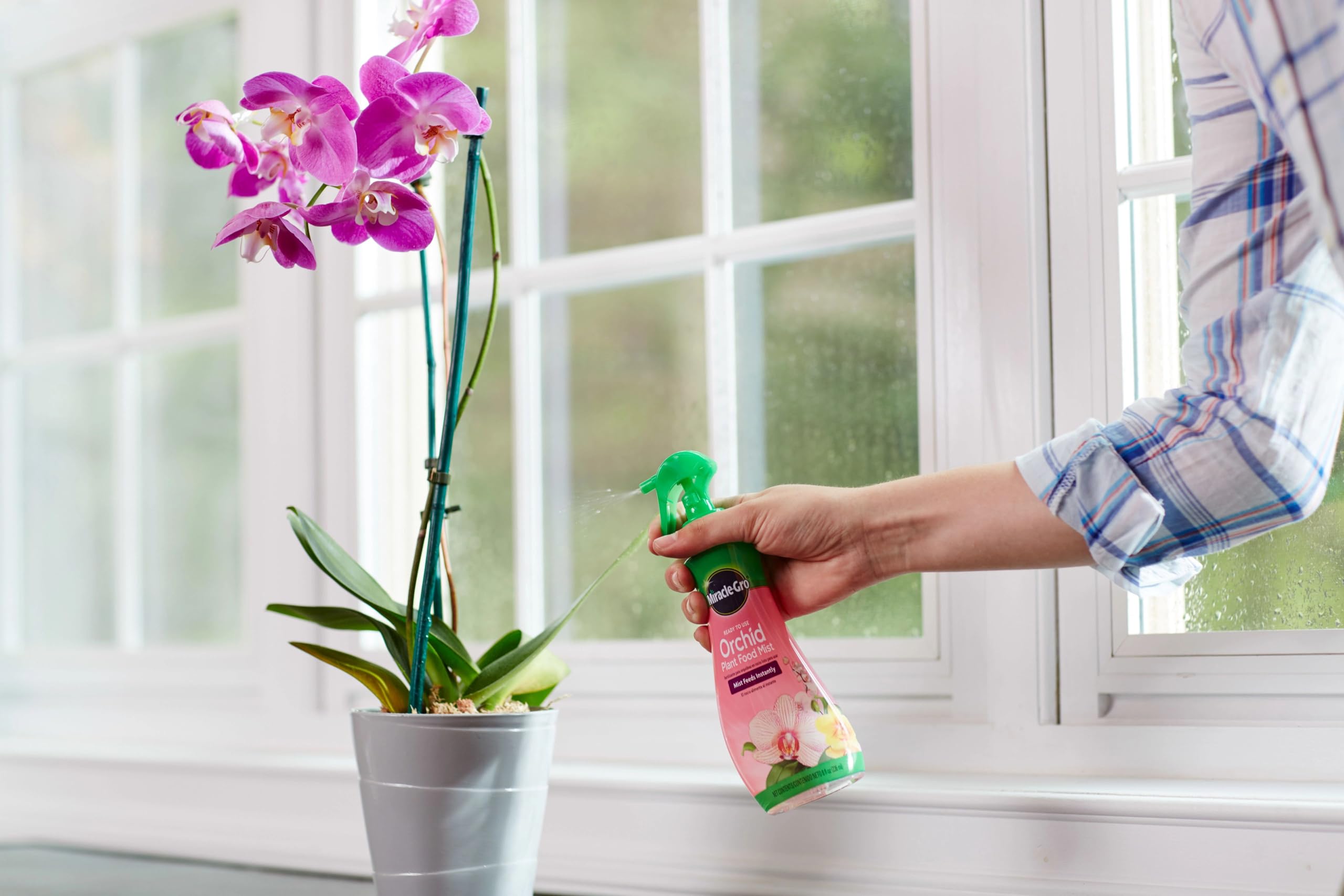 Miracle-Gro Orchid Mist beside blooming orchid for vibrant growth