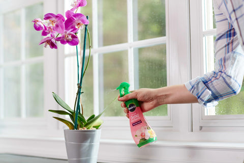 Miracle-Gro Orchid Mist beside blooming orchid for vibrant growth