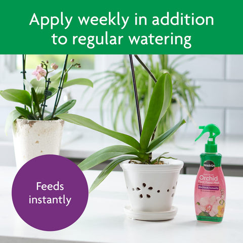 Miracle-Gro Orchid cluster in room—indoor orchid care in home environment.