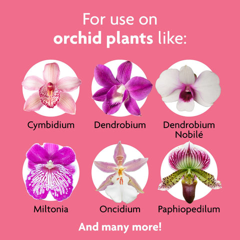 Miracle-Gro Orchid Food Mist growing media spray—feeds media for better uptake.