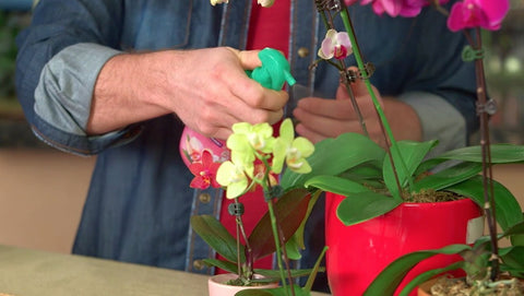 Miracle-Gro Orchid Plant Food Mist RTU3 spray on orchid leaves and roots for nourishment.