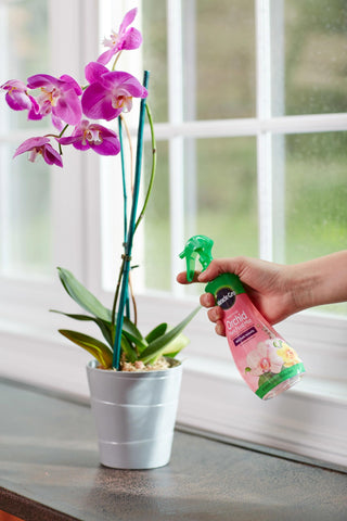 Miracle-Gro Orchid Mist used on leaves and soil in a home orchid setup