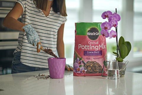 Miracle-Gro orchid mix used for phalaenopsis repotting with healthy, well-drained roots.