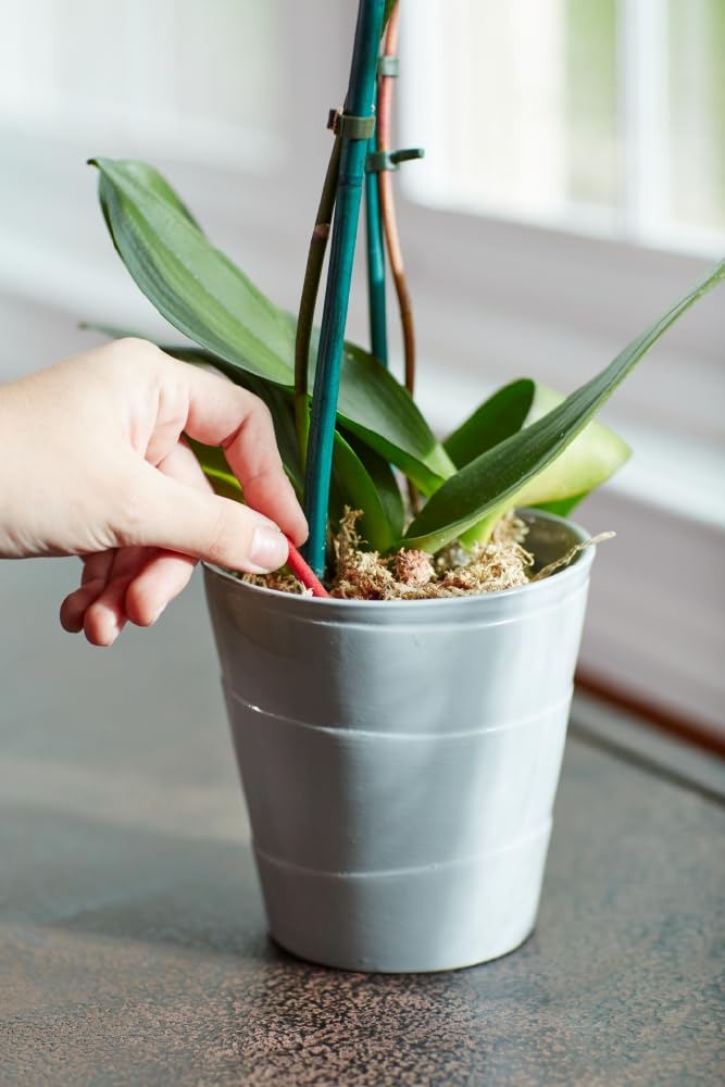 Active-growth guidance helps orchid owners feed during flowering and new growth stages.