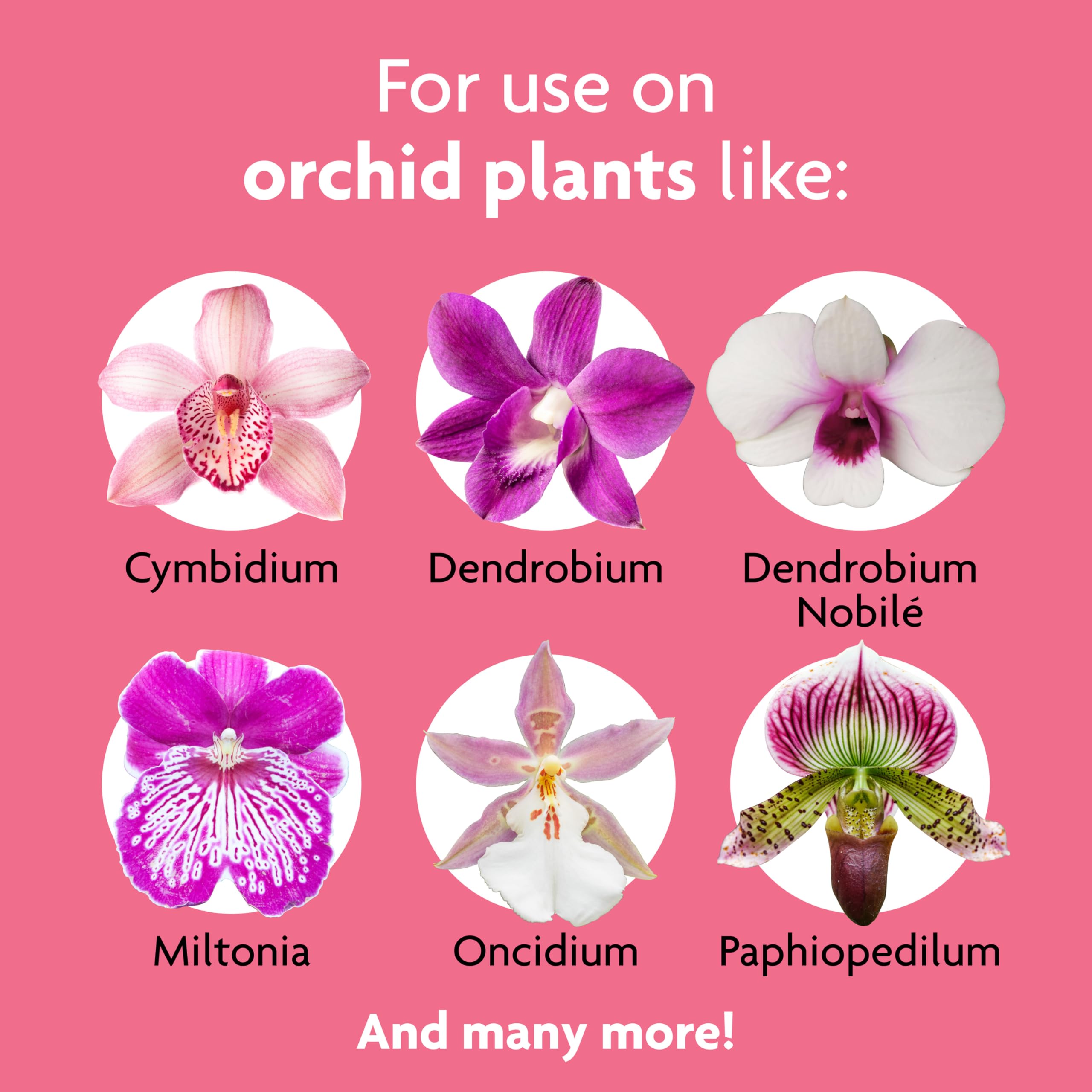 Miracle-Gro Orchid Spikes in a pot deliver steady nutrients during active growth.