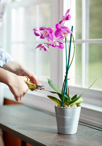 Two-month feeding cycle supports ongoing growth between replacements.