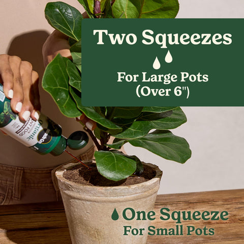 Miracle-Gro Organic Indoor Plant Food helps seedling establishment with first true leaves