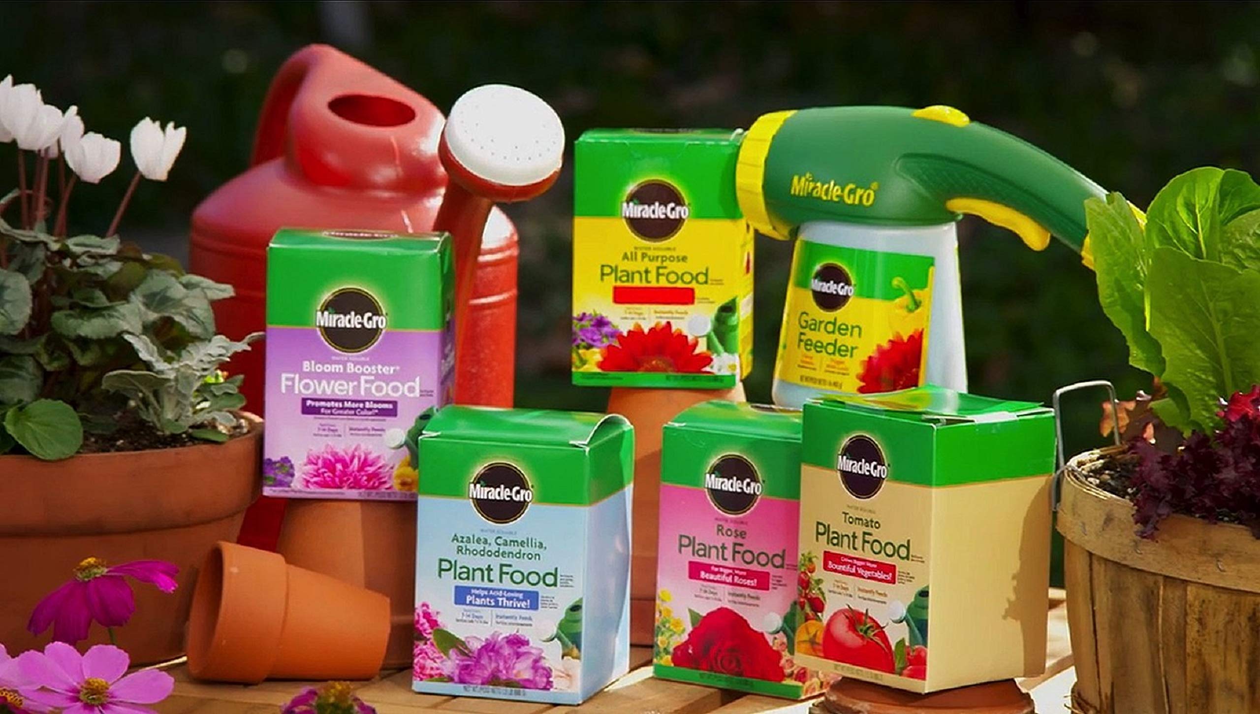 Outdoor rose bush fed with Miracle-Gro for bigger, brighter blooms.