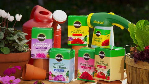 Outdoor rose bush fed with Miracle-Gro for bigger, brighter blooms.