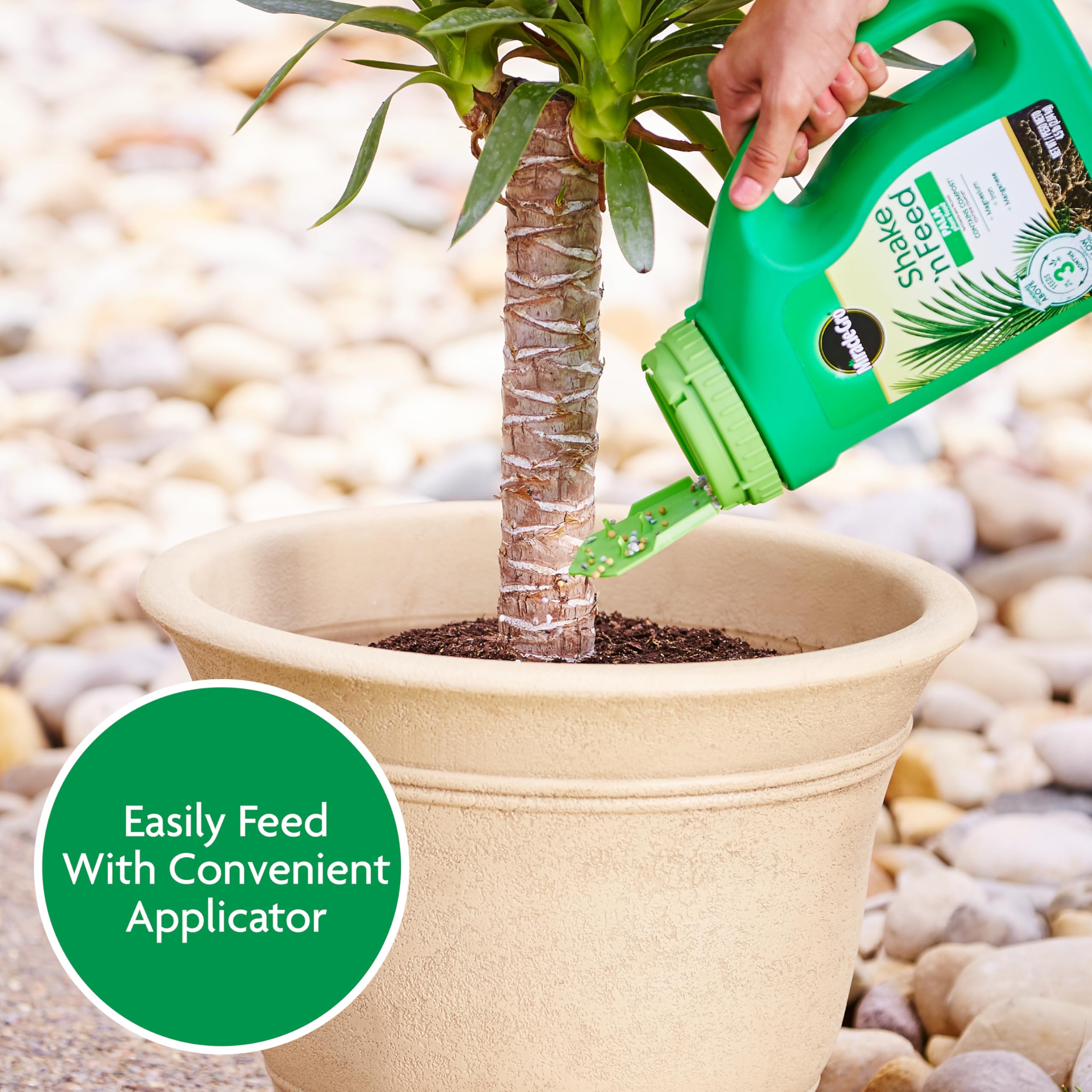 Lush palm fronds appear vibrant after feeding with Miracle-Gro