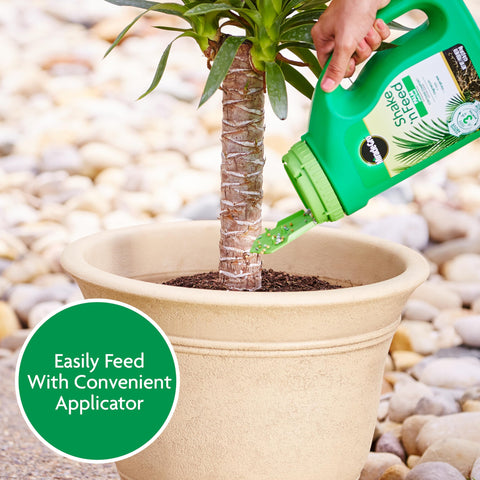Lush palm fronds appear vibrant after feeding with Miracle-Gro