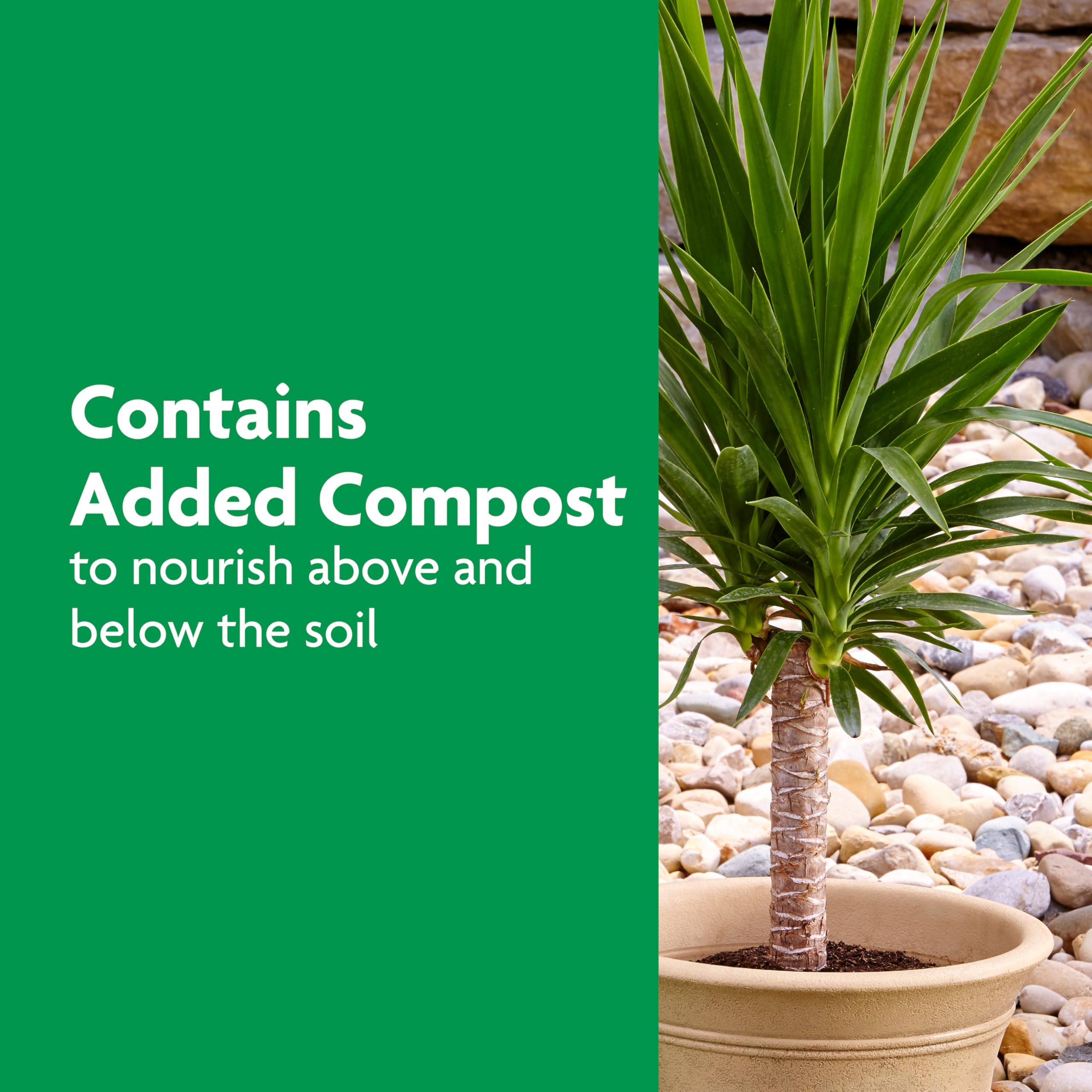 Soil area receiving Miracle-Gro feed around the palm base