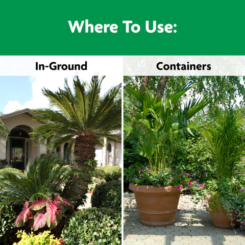 Healthy palm tree thriving in a garden after using Miracle-Gro feeding
