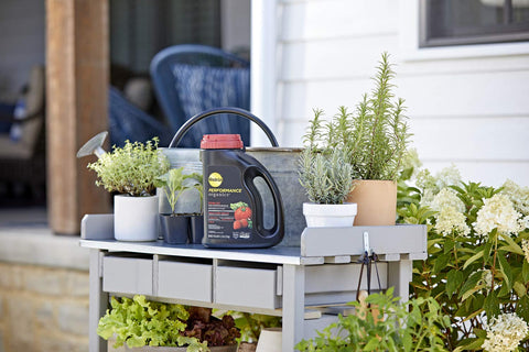 Watering after applying Miracle-Gro edibles granules starts feeding for healthy roots