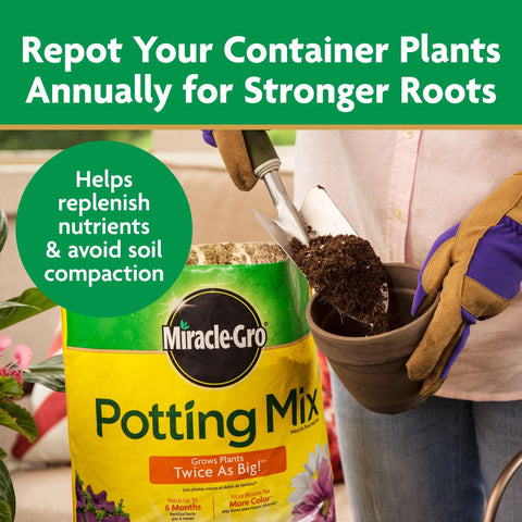 Miracle-Gro Potting Mix with drainage-friendly texture helps potting success in sunlit spaces.