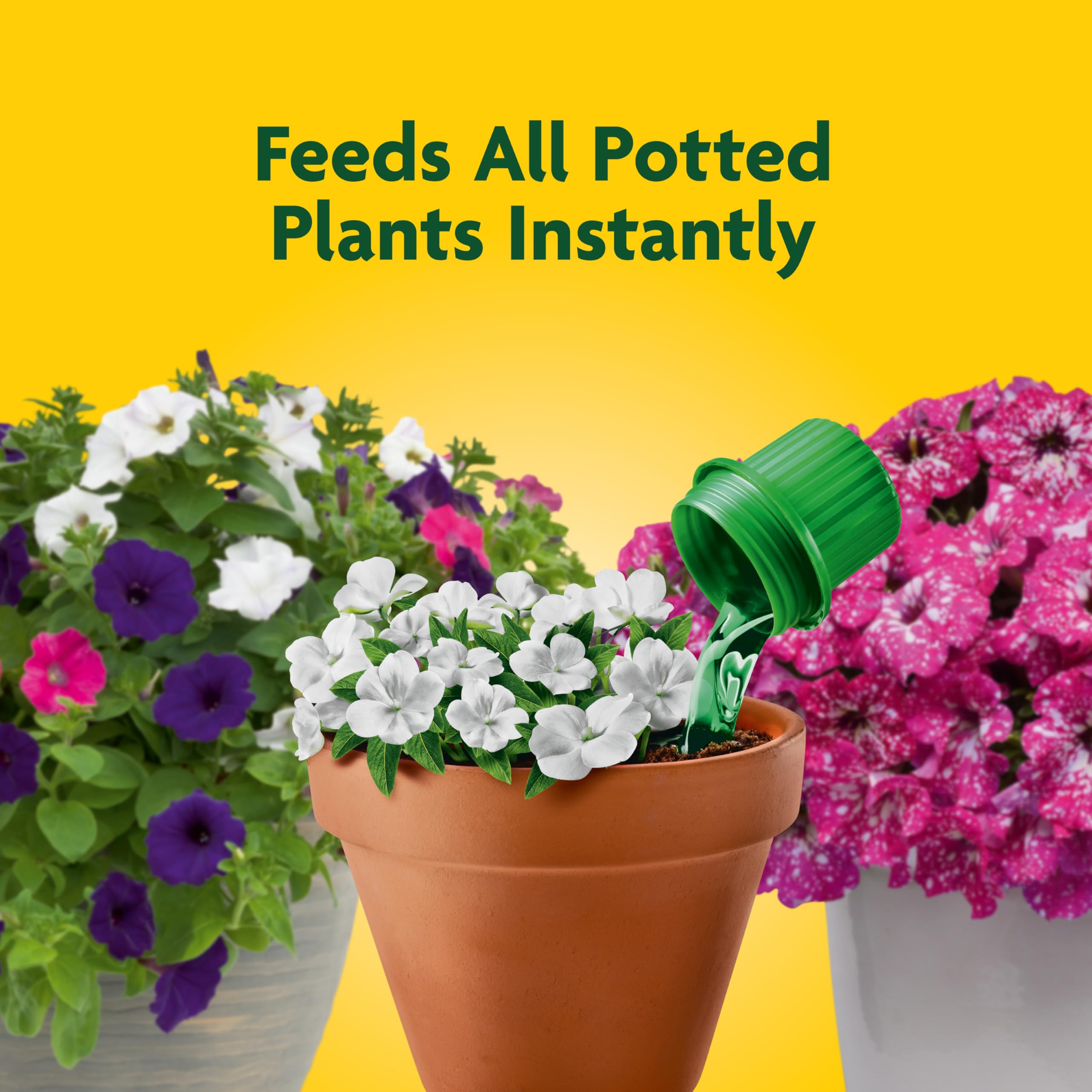 Applying Miracle-Gro Pour & Feed directly to soil around a plant.