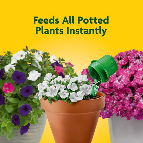 Applying Miracle-Gro Pour & Feed directly to soil around a plant.