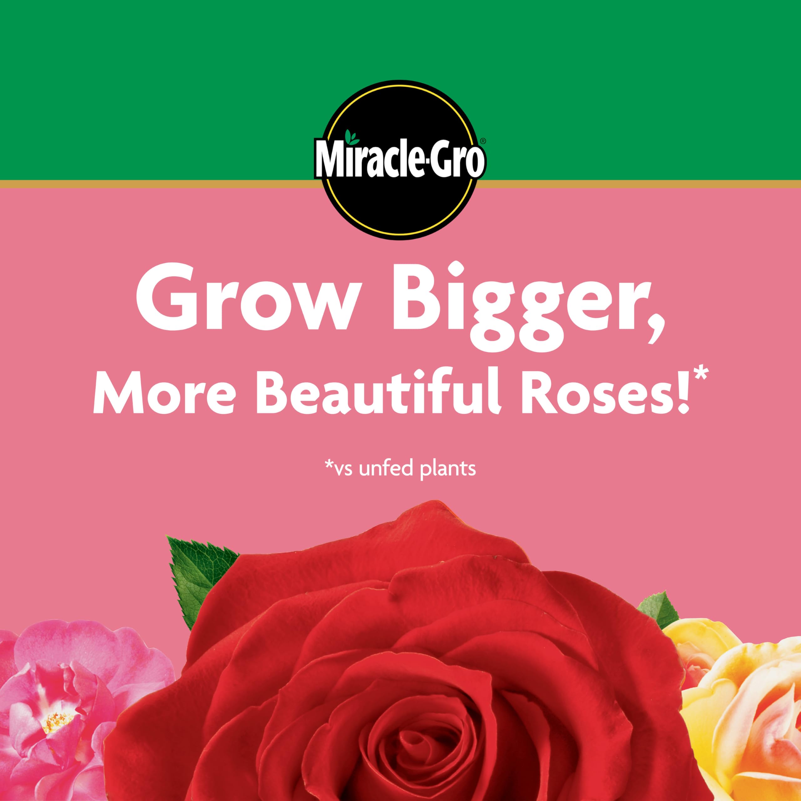 Miracle-Gro rose bloom closeup after feeding