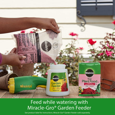 Close-up of roses after using Miracle-Gro Rose Food.