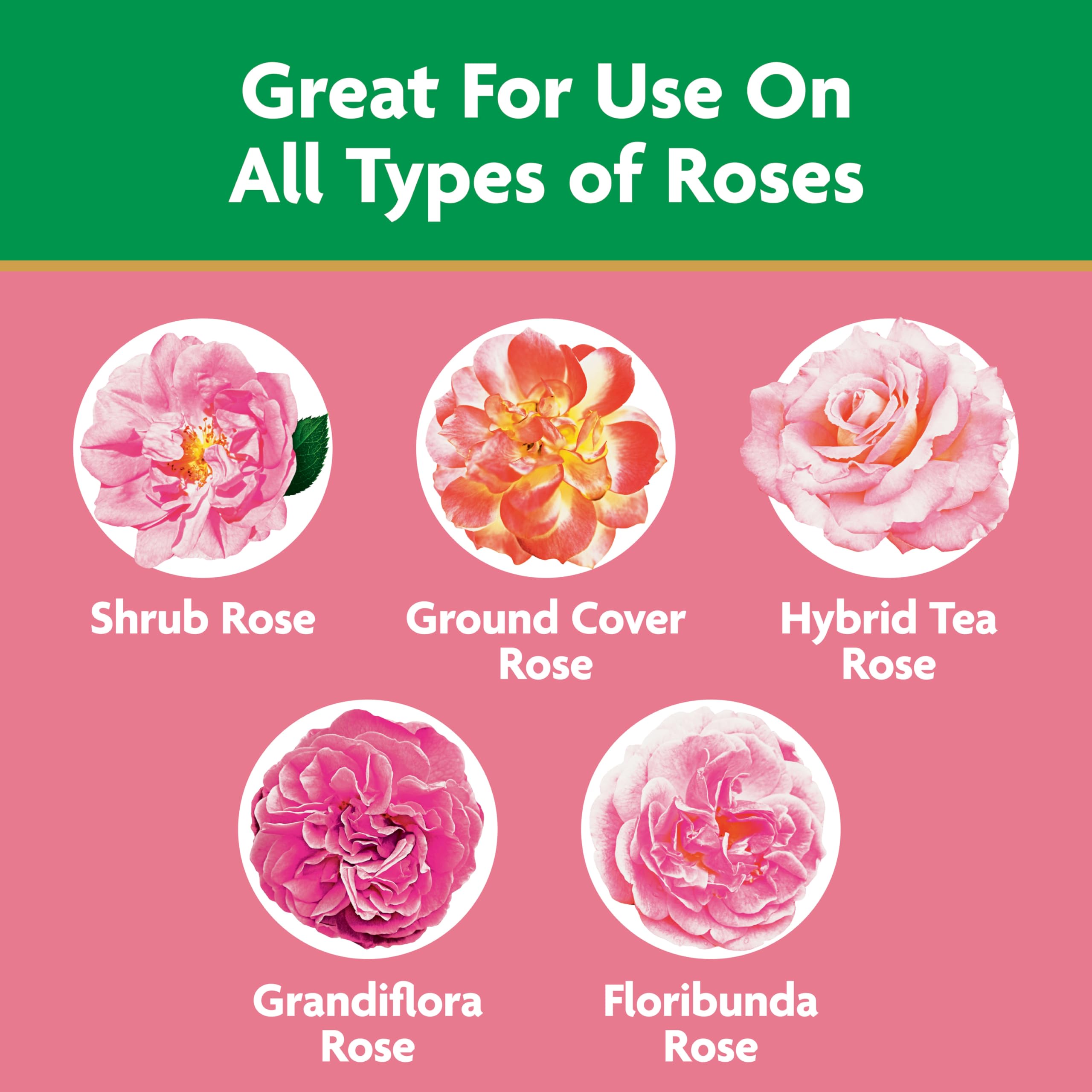 Miracle-Gro rose food feeder dispensing nutrients to roots