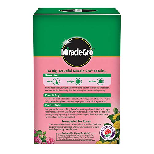 Pouring Miracle-Gro Rose Food into a watering can.