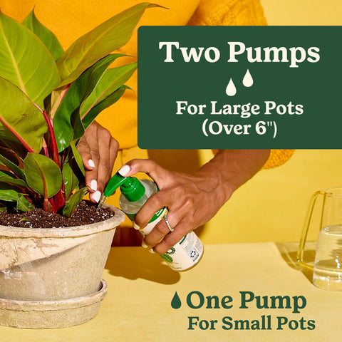 Rubber plant leaves appear healthier with Miracle-Gro Plant Care