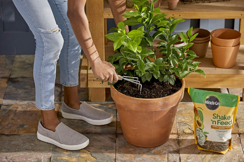 Miracle-Gro Shake 'n Feed avocado tree feeding for steady growth