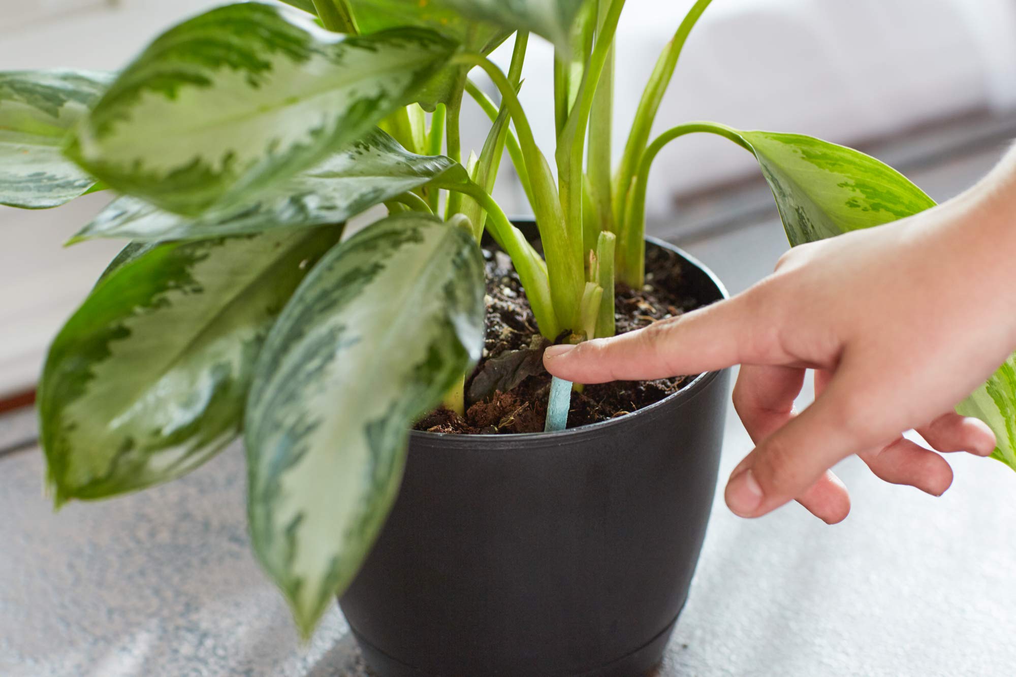 Miracle-Gro indoor plant spikes being inserted into a pot for easy feeding.