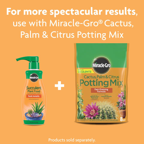 A setup for Miracle-Gro succulent care establishes a simple nutrition routine.