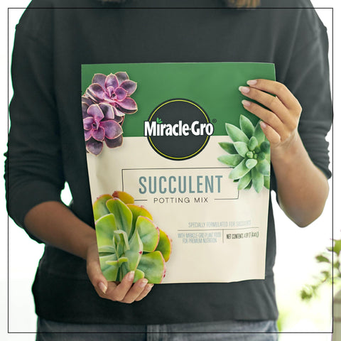 8-inch pot setup with Miracle-Gro succulent soil for thriving containers