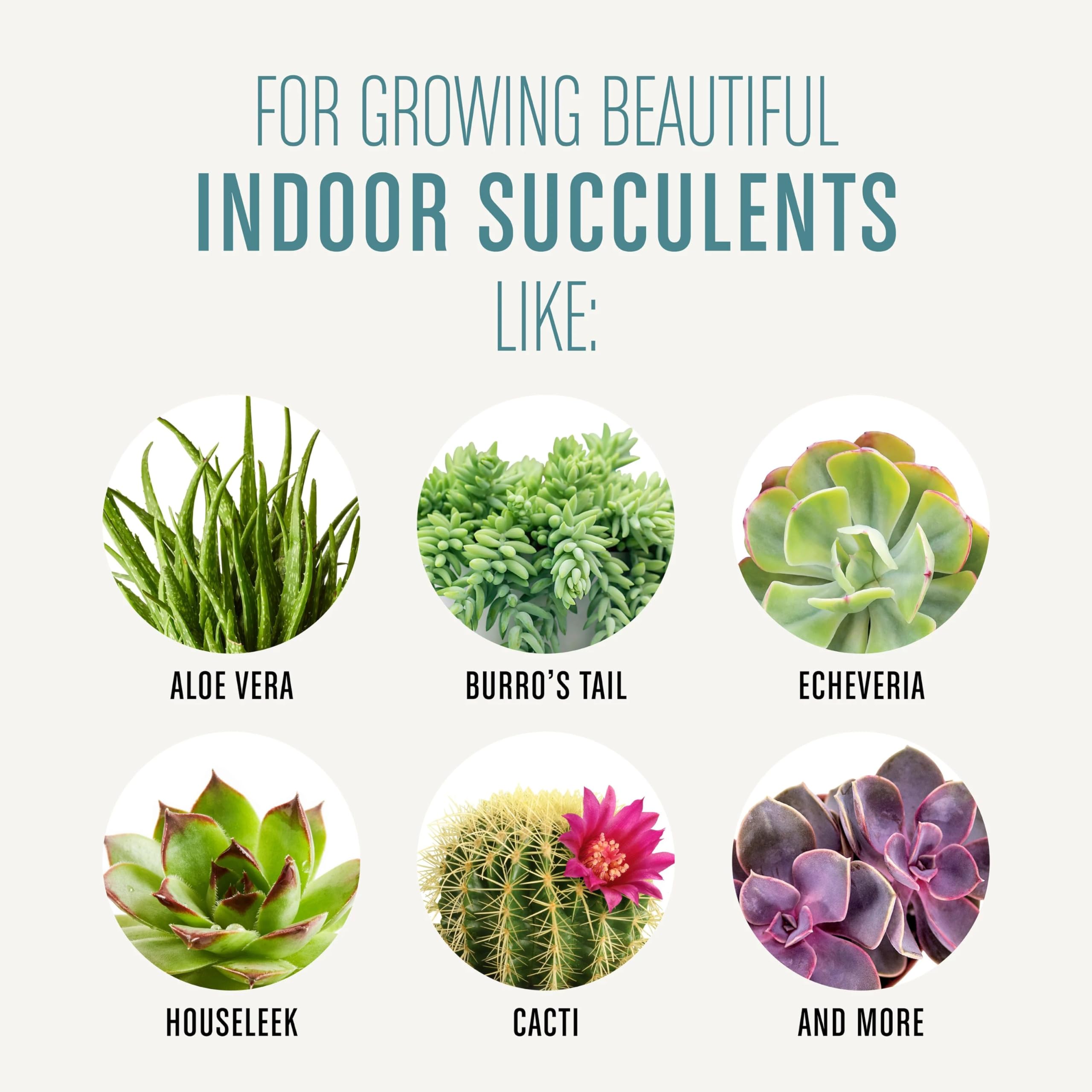 Aloe vera in Miracle-Gro mix shows balanced drainage for roots