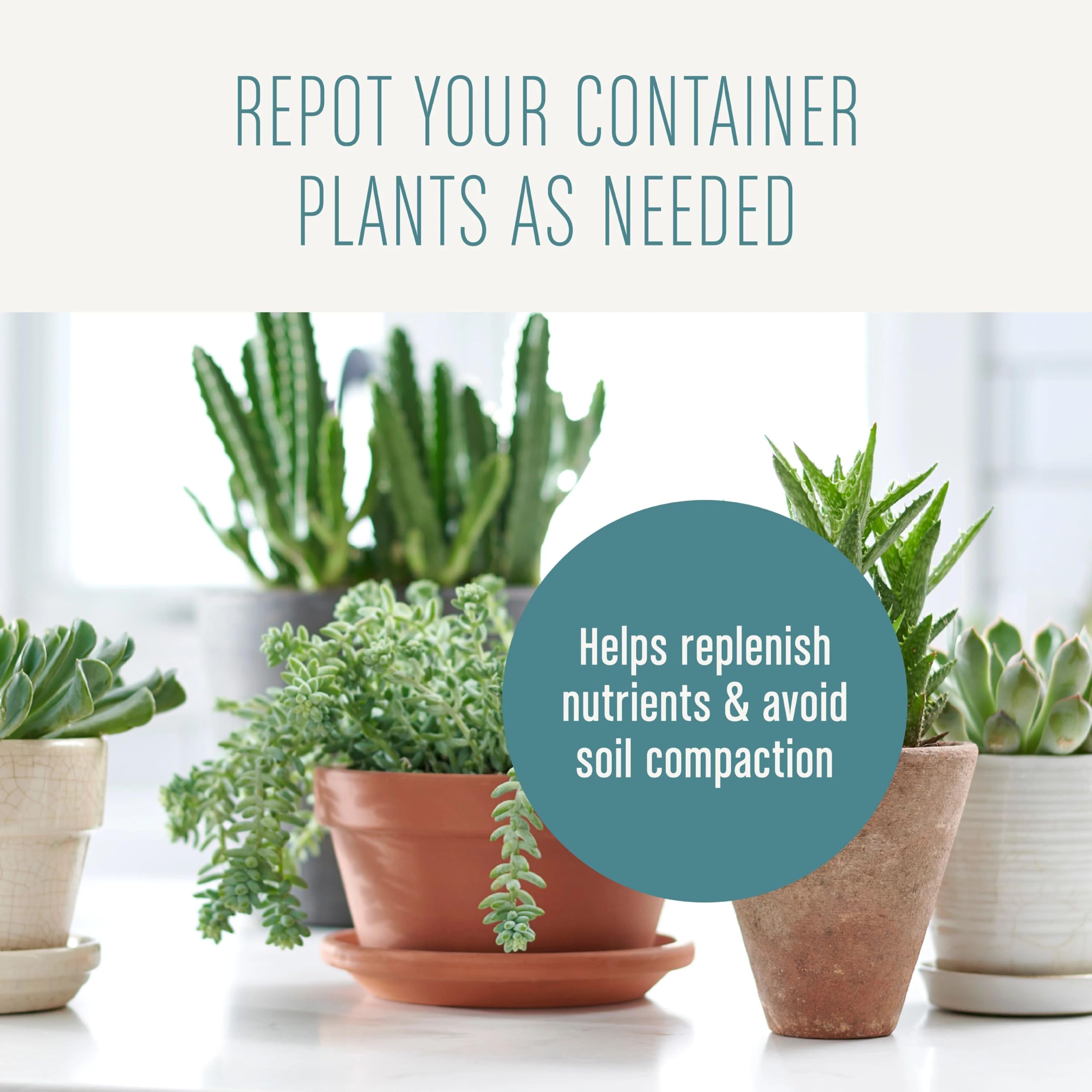 Houseleek thriving in Miracle-Gro succulent potting mix