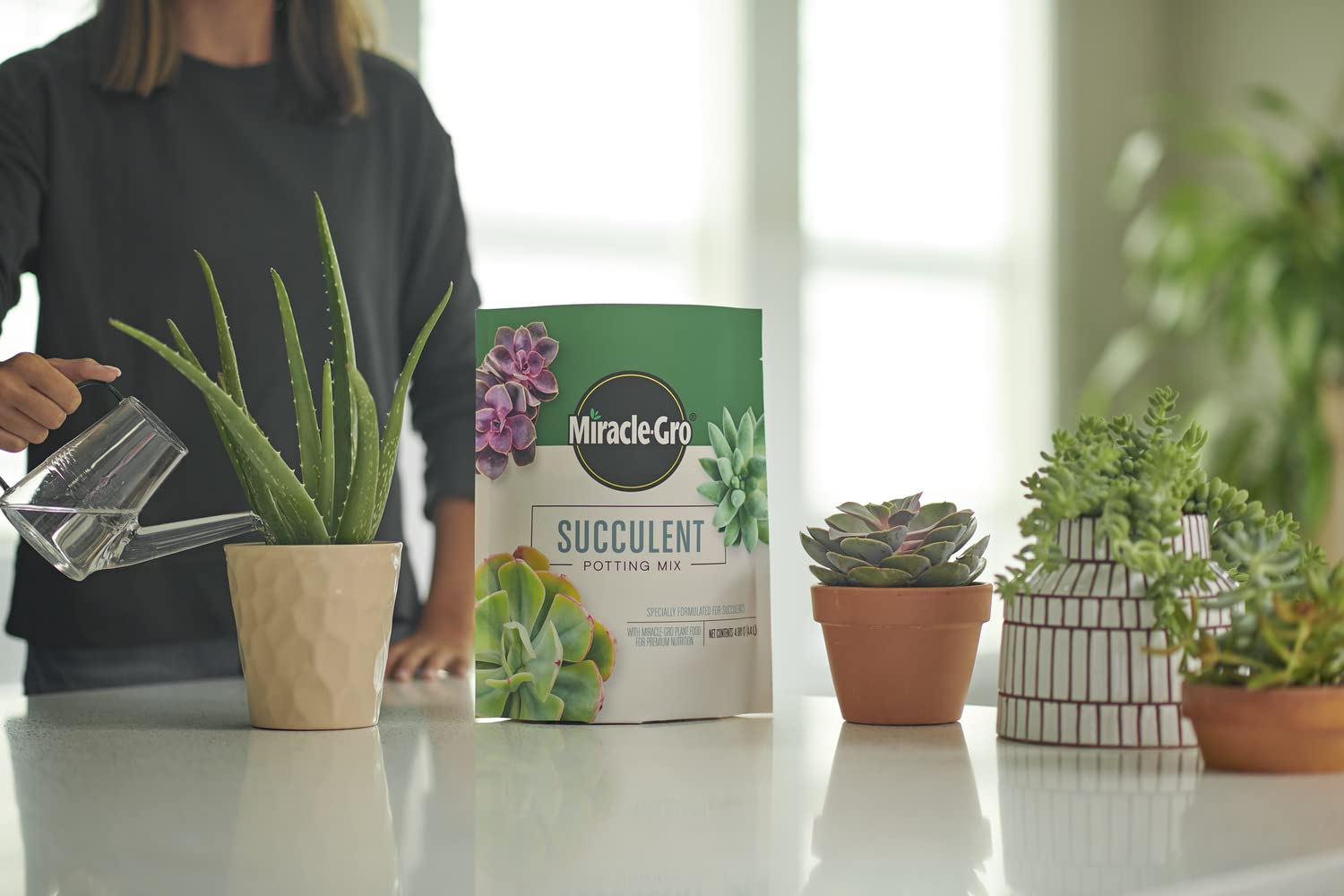 Miracle-Gro succulent potting mix burros-tail in pot.