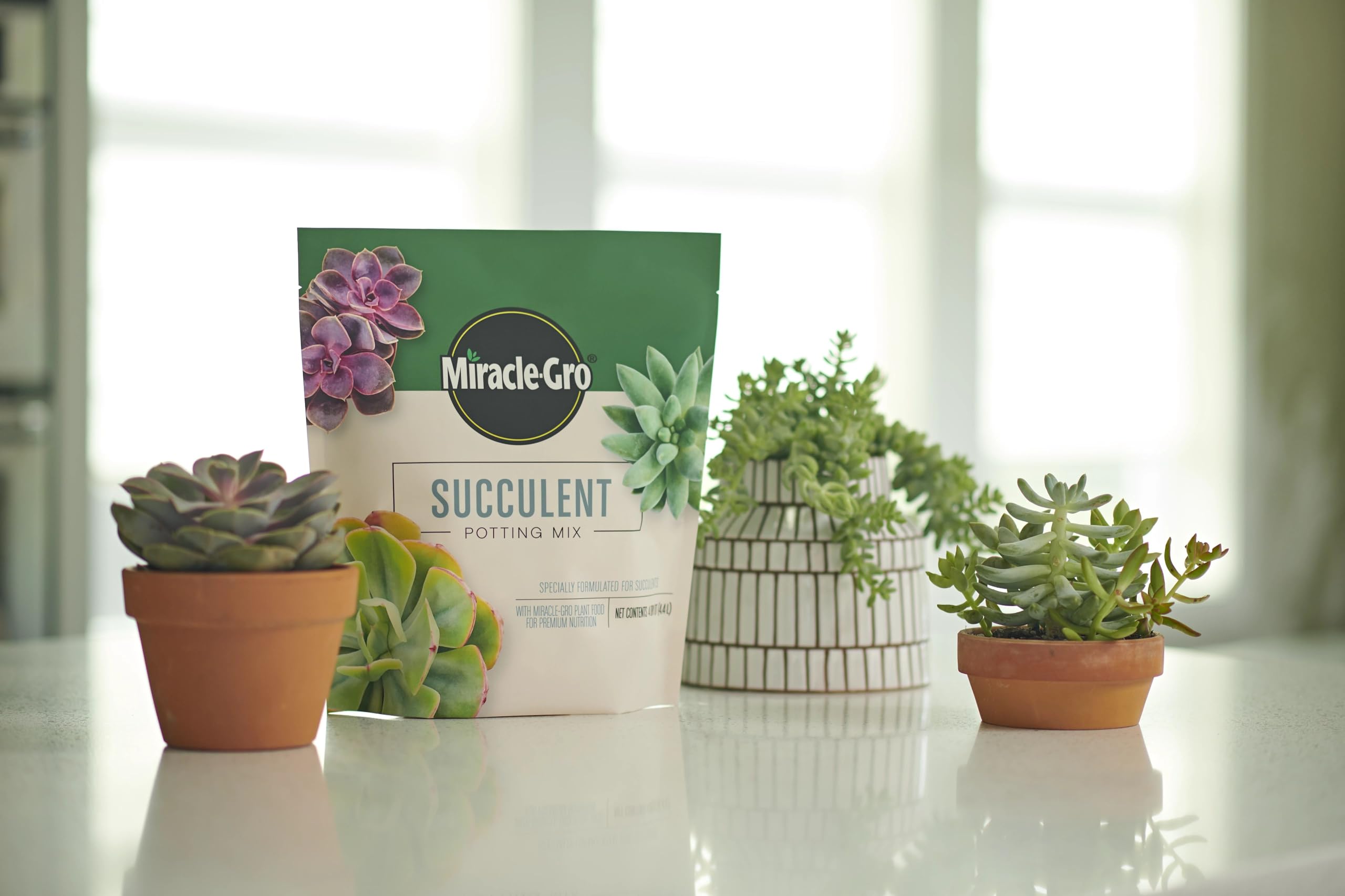 Miracle-Gro Succulent Potting Mix care sequence for easy feeding later