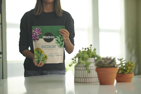 Miracle-Gro Succulent Potting Mix in pot showing easy planting and drainage