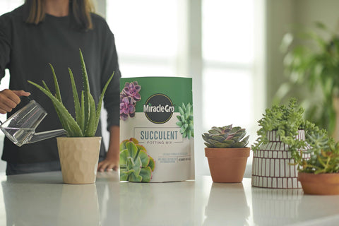 Miracle-Gro Succulent Potting Mix in indoor planter setup boosts growth