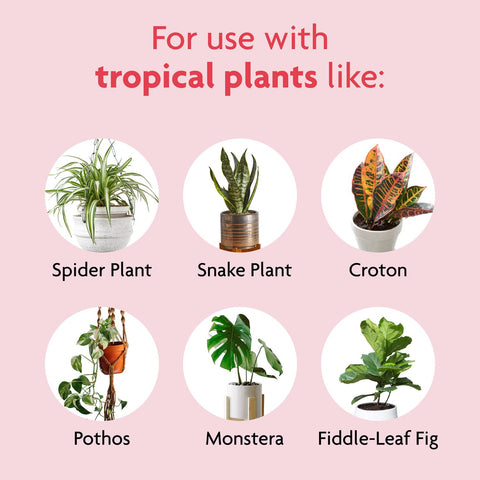 The foliage-glow effect from Miracle-Gro Tropical Houseplant Food brightens tropical leaves.