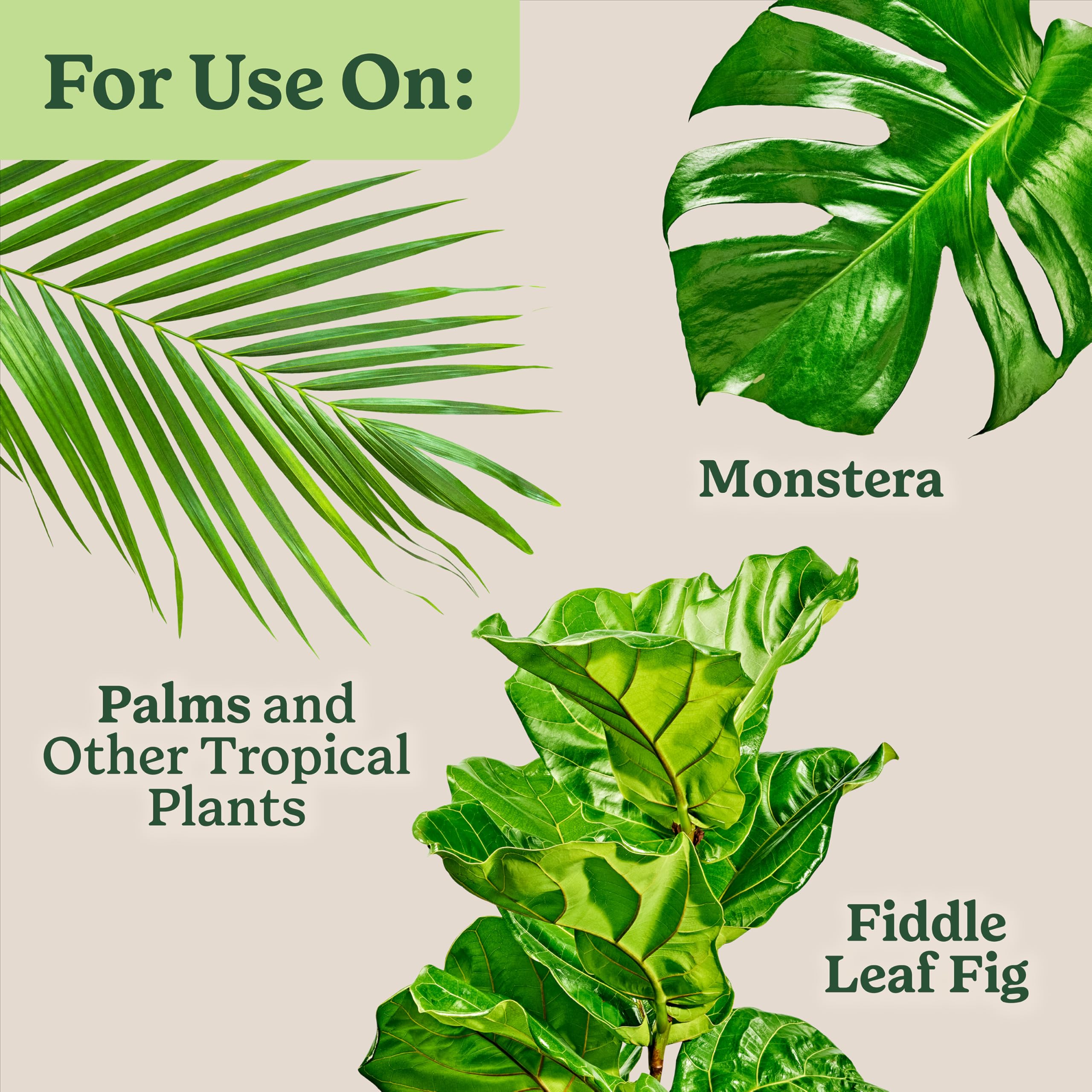 Miracle-Gro Indoor Plant Food Tropicals croton vibrant leaves after feeding.