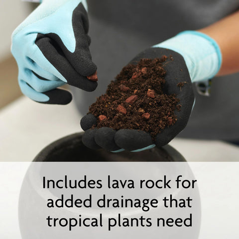Fiddle-leaf fig healthy in a pot with Miracle-Gro Tropical Potting Mix