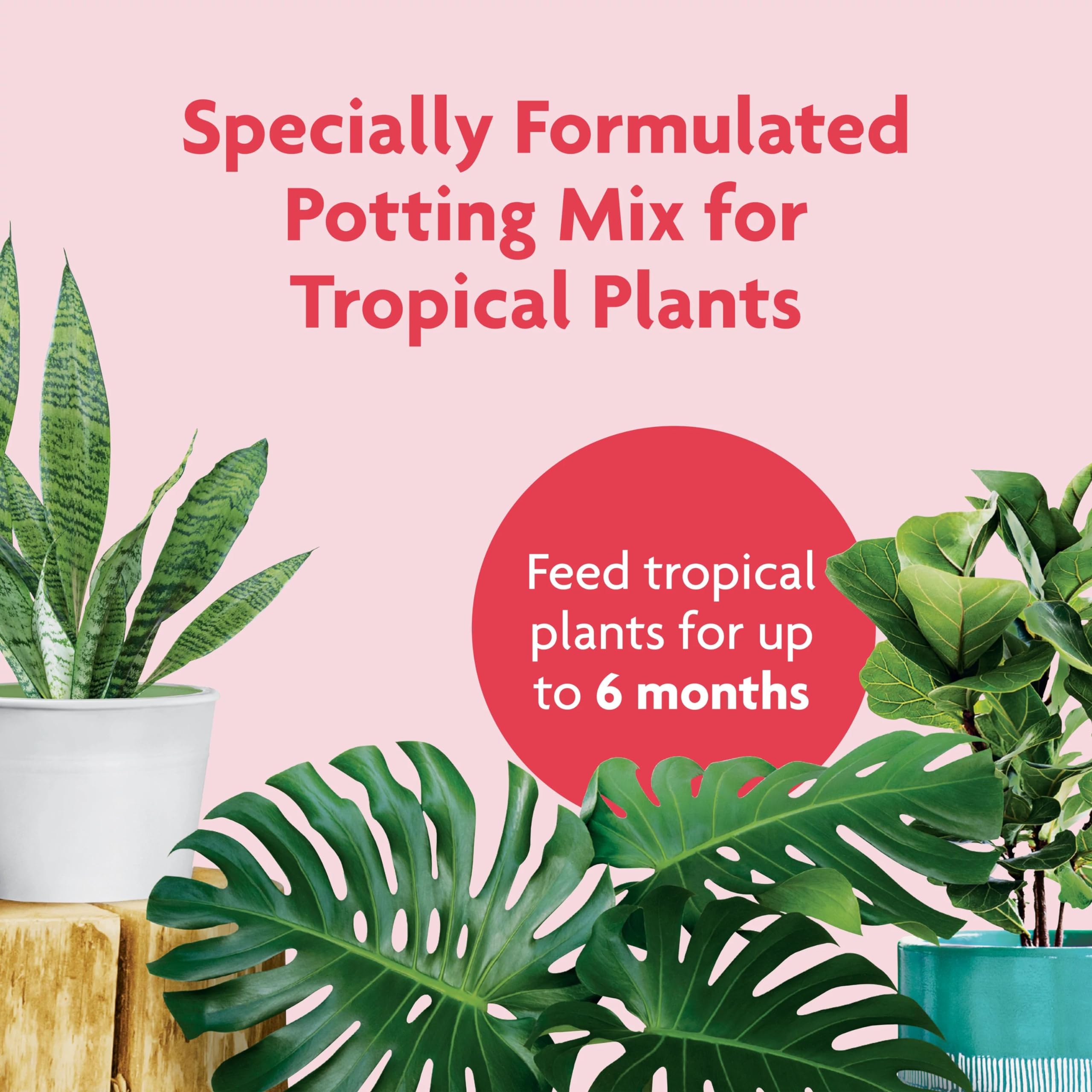 No compost or bark in Miracle-Gro mix helps reduce fungus gnats in tropical pots