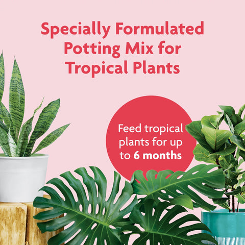 No compost or bark in Miracle-Gro mix helps reduce fungus gnats in tropical pots